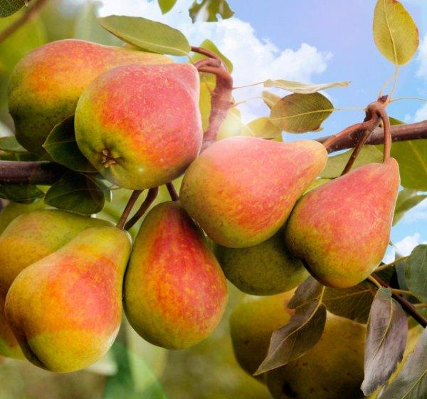 Груша "Забава"