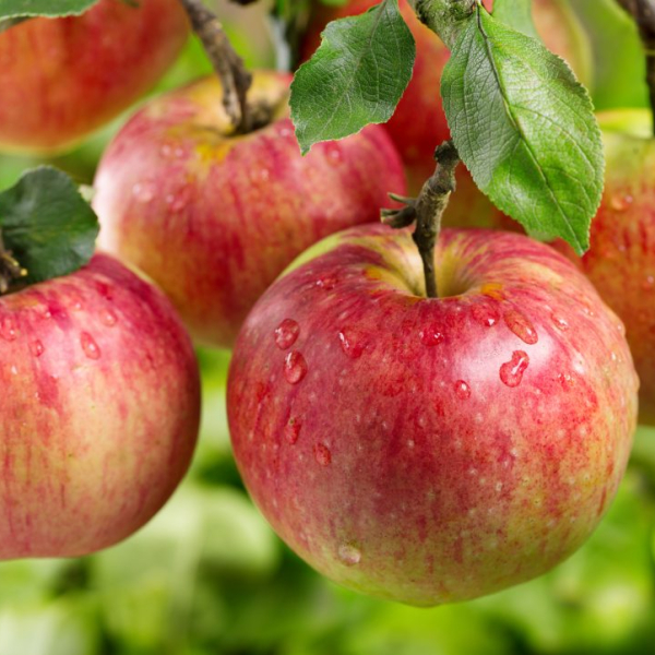 Яблык «Аўксіс»