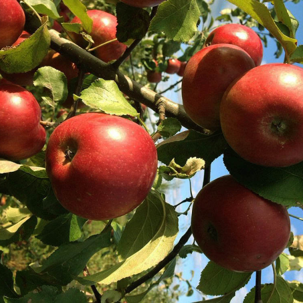 Яблык «Прамяністы»