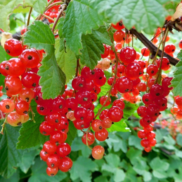 Redcurrant "Rondom"