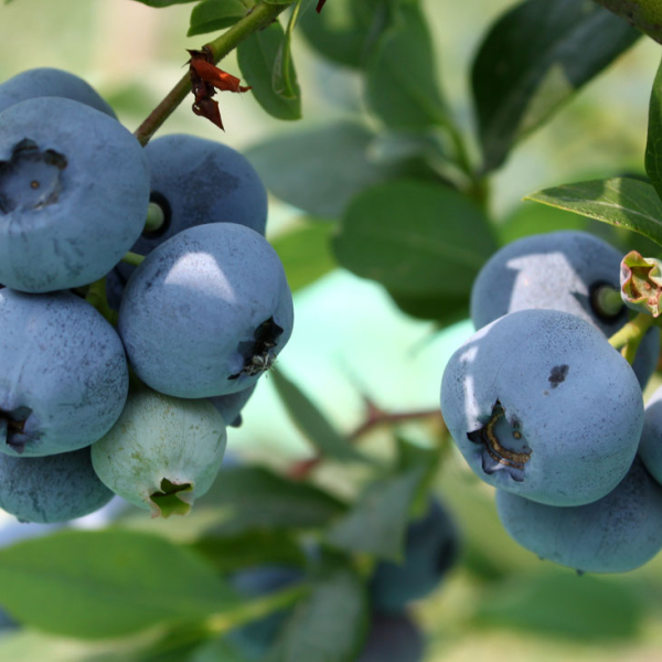 Blueberry "Bluecrop"