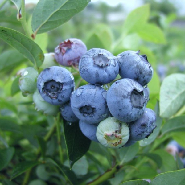 Blueberry "Bluetta"