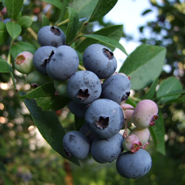 Early Blue Blueberry