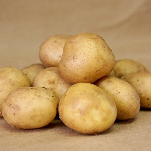 MEDIUM EARLY TABLE POTATOES "GALA"