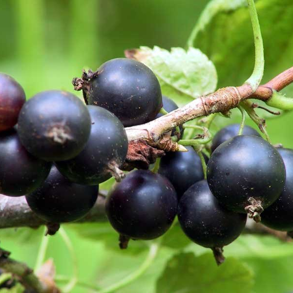 Blackcurrant "Katyusha"