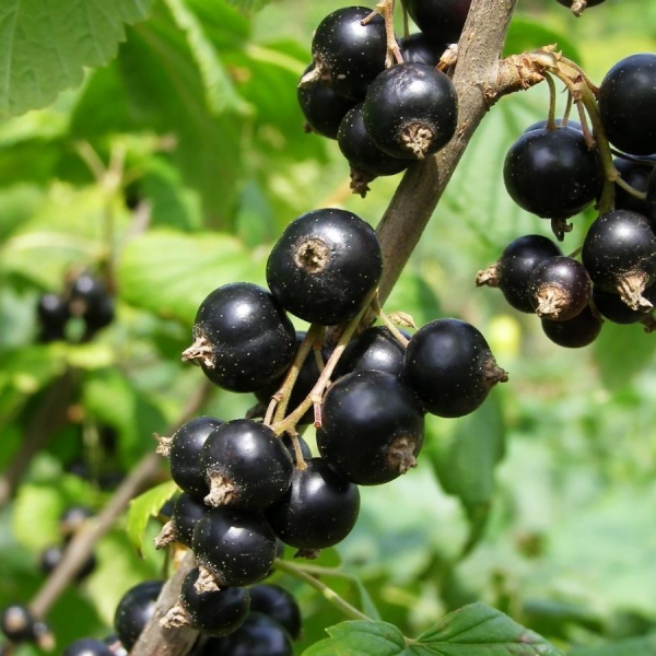 Blackcurrant "Klussonovskaya"