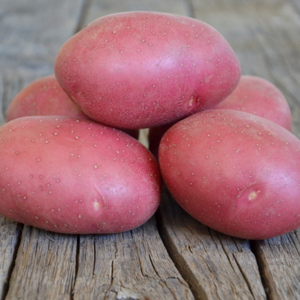 EARLY TABLE POTATOES "PERSHATSVET"