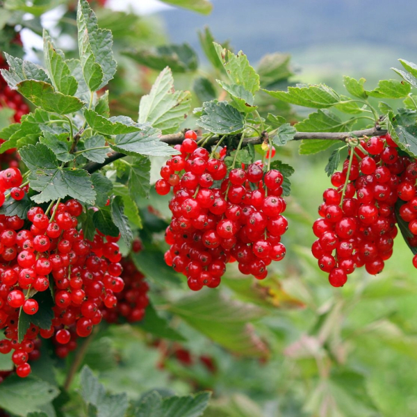 Red currant