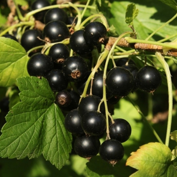 Blackcurrant 'Titania'