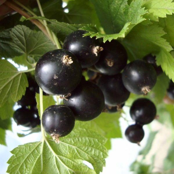 Blackcurrant "Pamyat Vavilova"