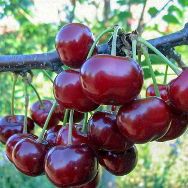 Cherries