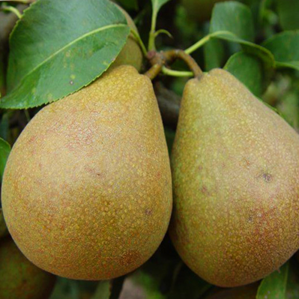 Pear "Belorusskaya Pozdnyaya"