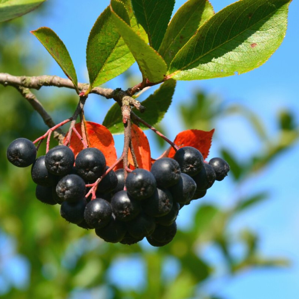 Aronia 'Venice'