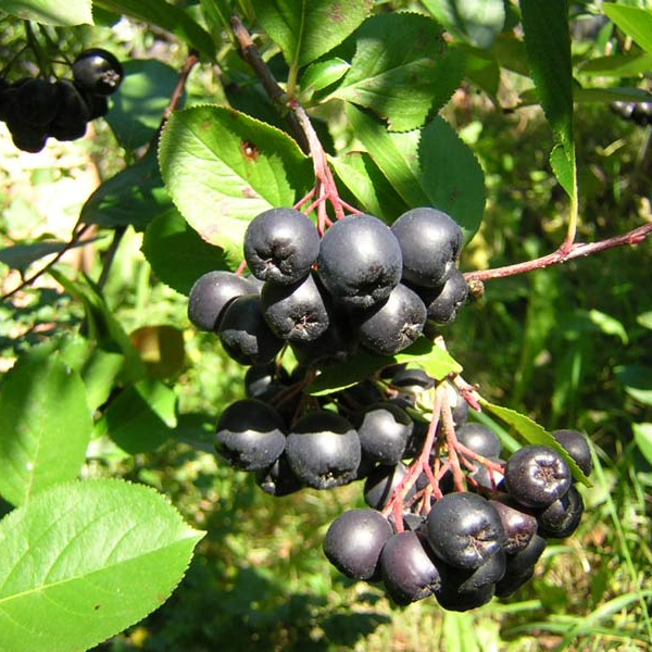 Aronia chokeberry