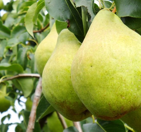 "Simply Maria" Pear