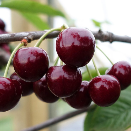 Livenskaya cherry