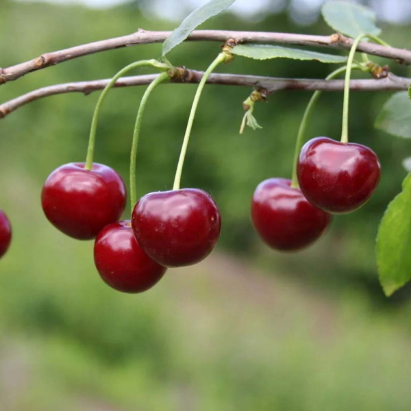 Lasukha cherry