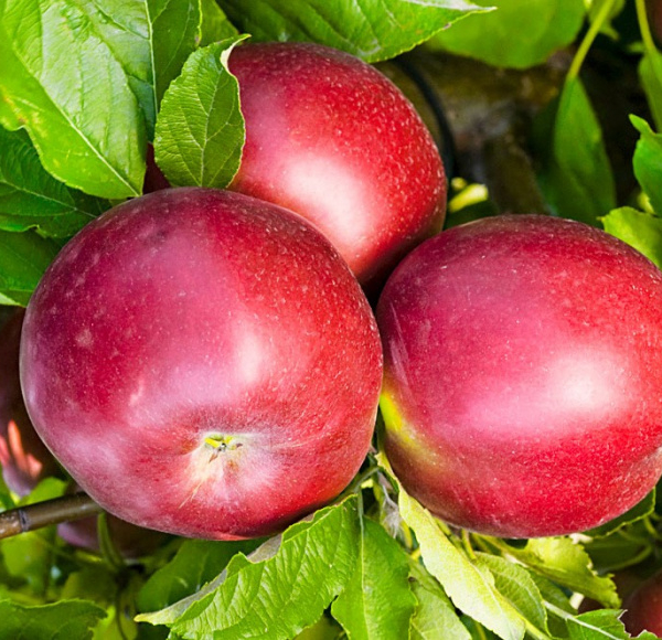 "Belorusskoe Sladkoe" Apple