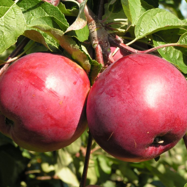 Vesyalina apple