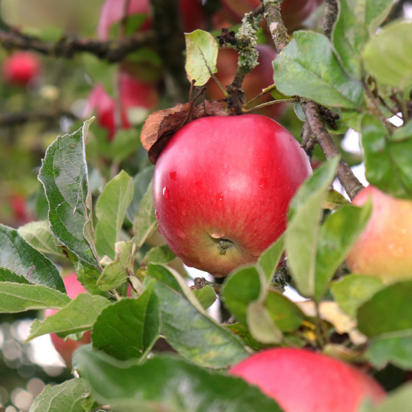 Apple "Glory to the Victors"