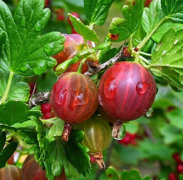 Gooseberry "Neslukhovsky"