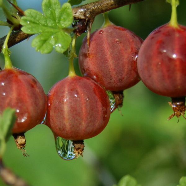 Gooseberry 'Hinomaki'